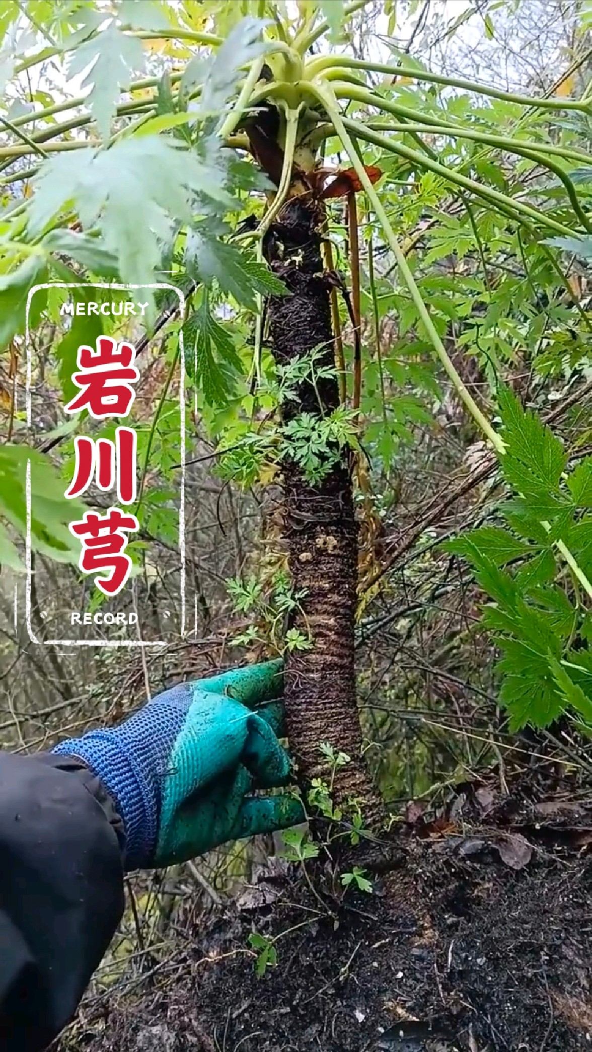岩川芎,也称防风,据说,谁能找到它给金也不换,可想它的珍贵。