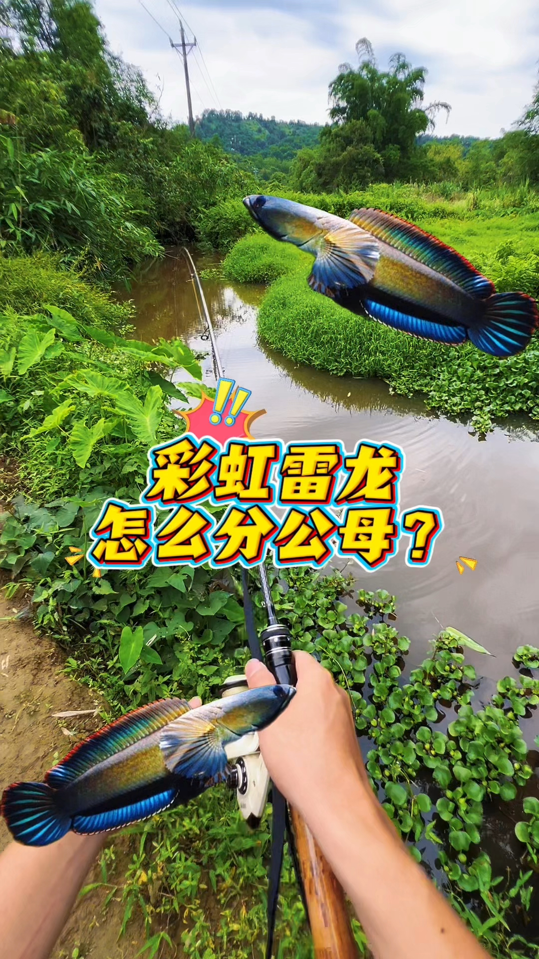 橘子探长路亚寻龙记第四集 彩虹雷龙怎么分公母