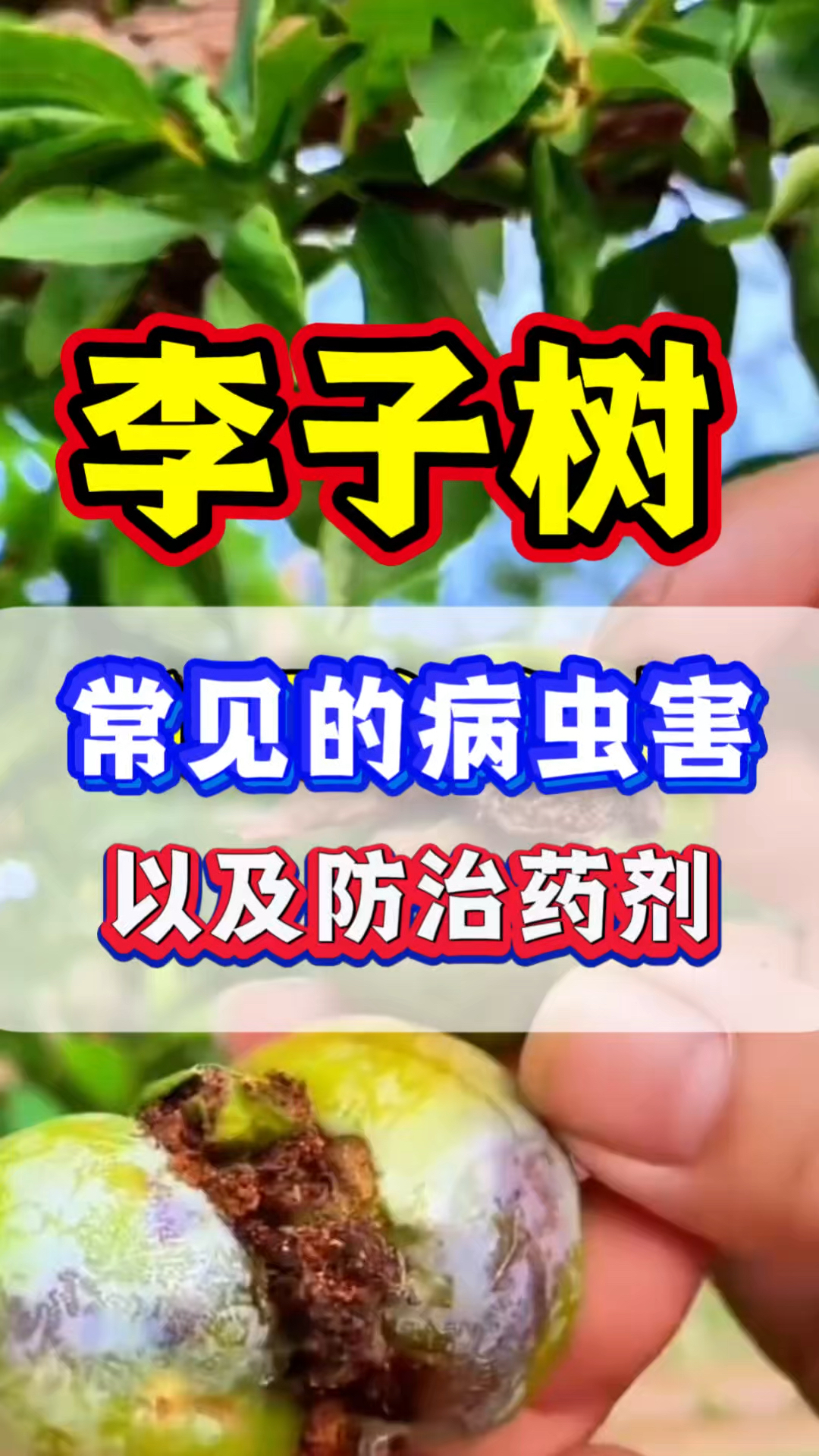 李子树常见病虫害以及防治药剂