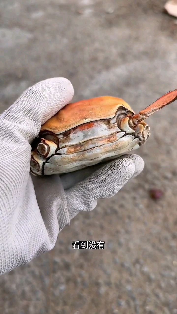 蒸一只面包蟹，测评一下质量