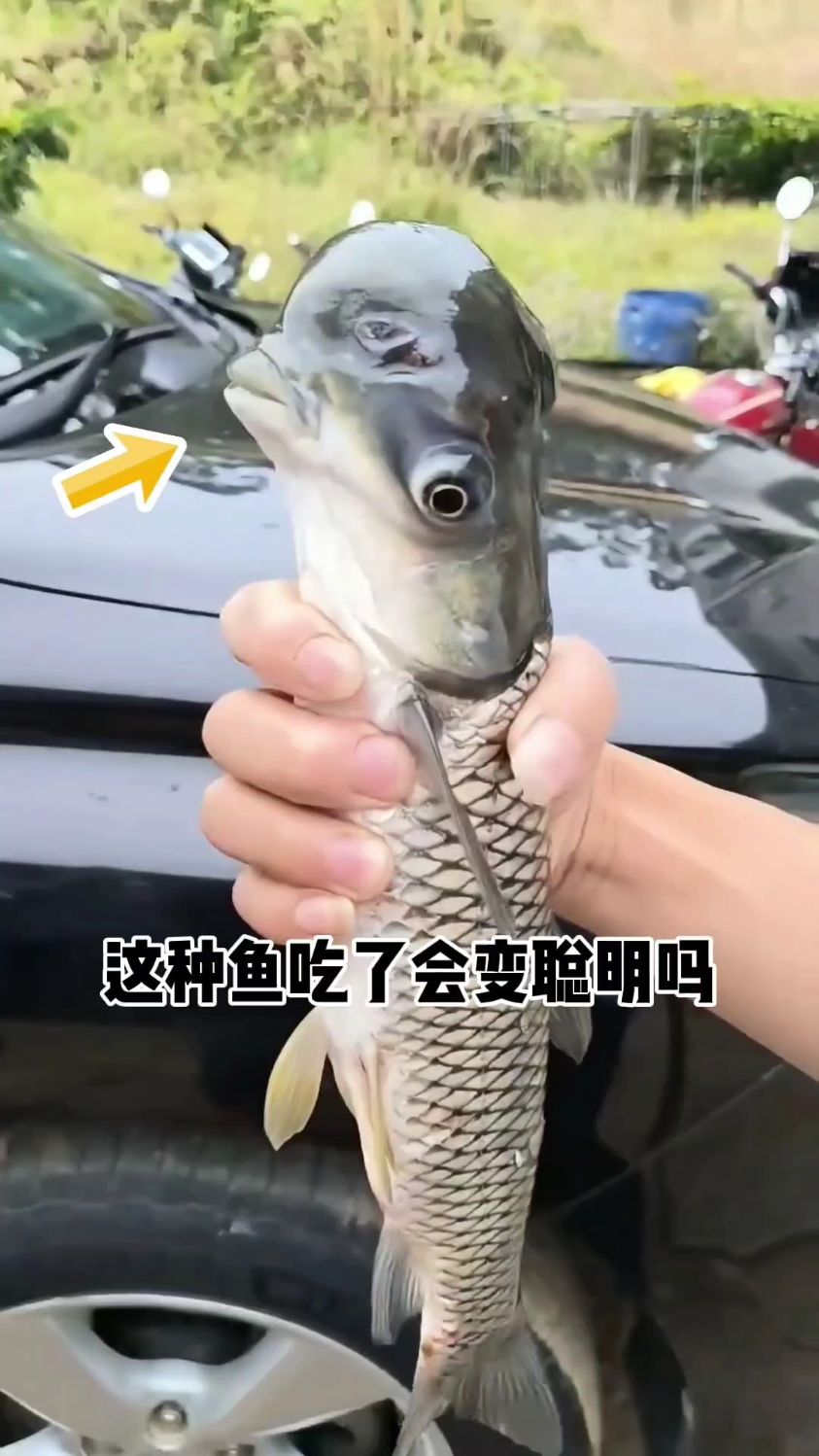 这种鱼吃了会变聪明吗