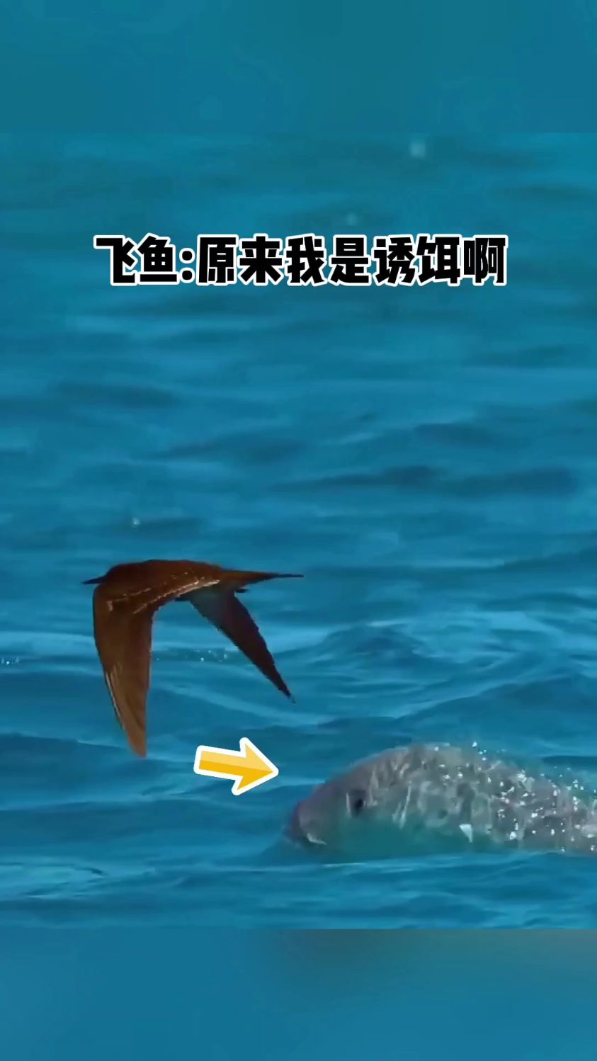 飞鱼:原来我是诱饵啊