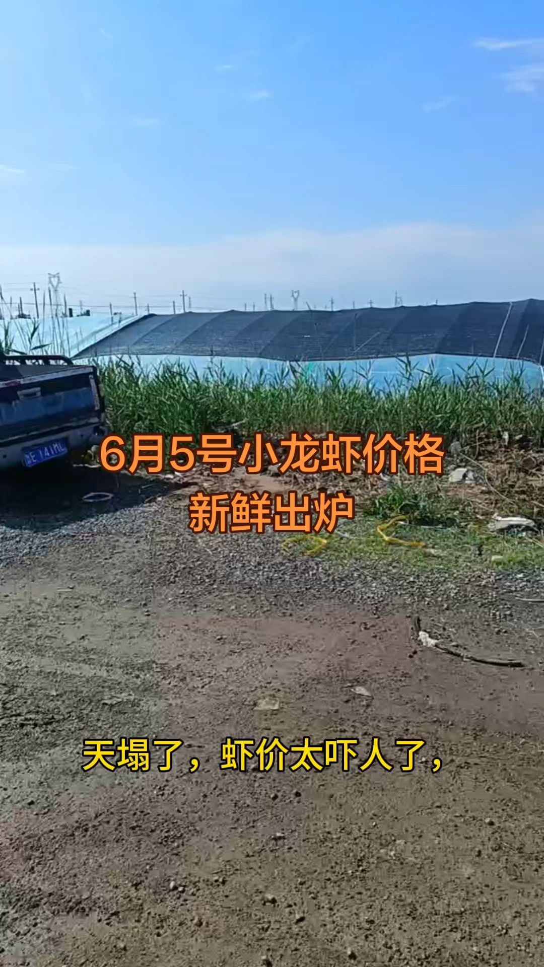 6月5号小龙虾价格新鲜出炉！