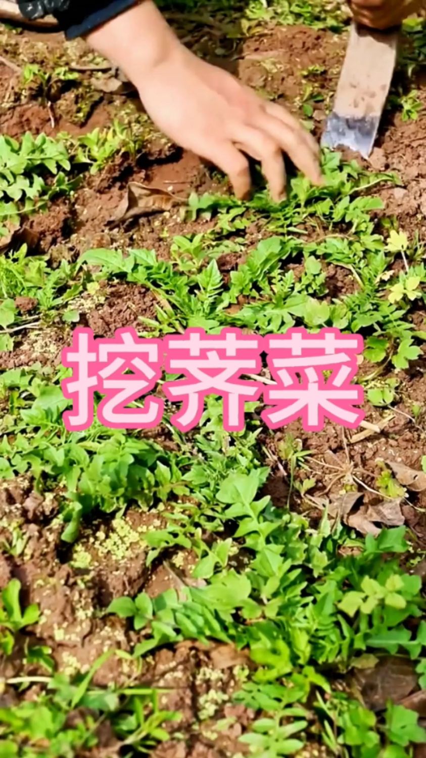 沉浸式挖荠菜真是太爽了