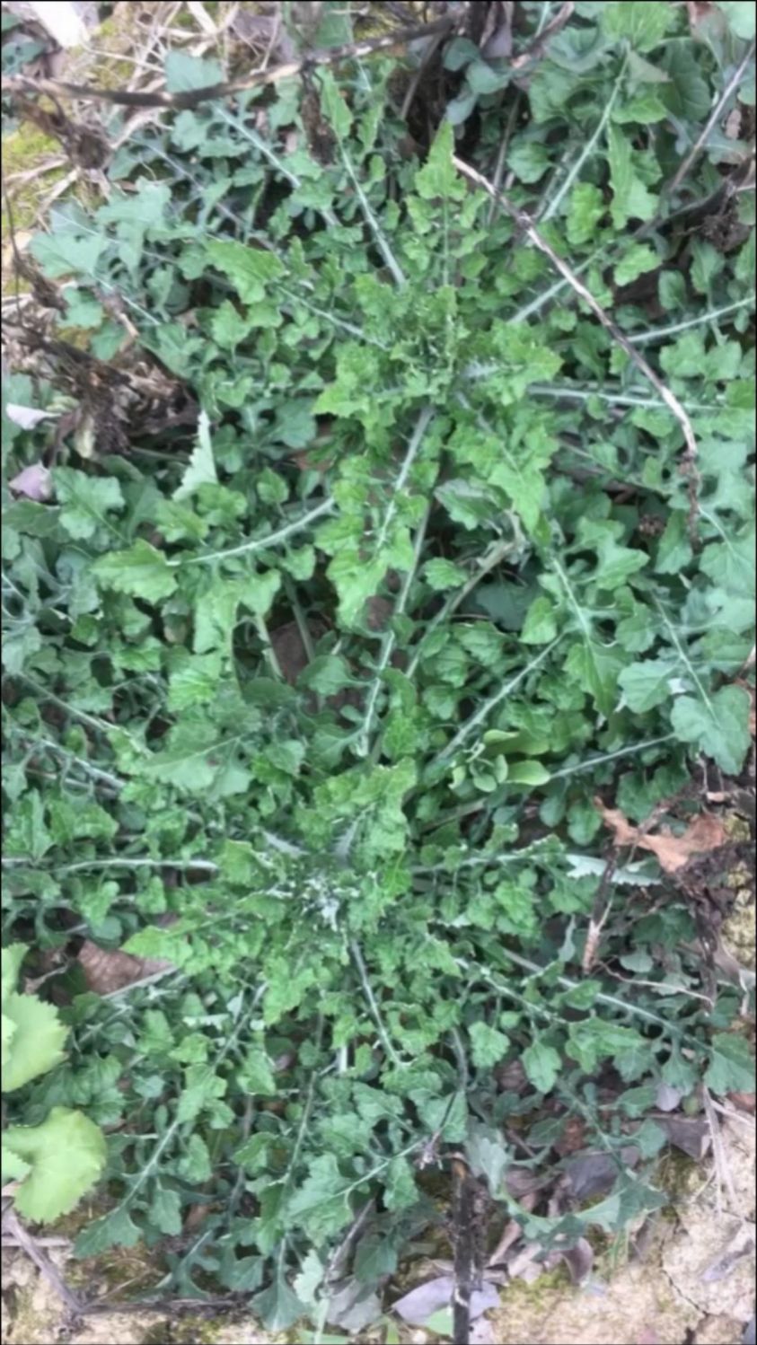 泥胡菜：田野里的朴素野菜