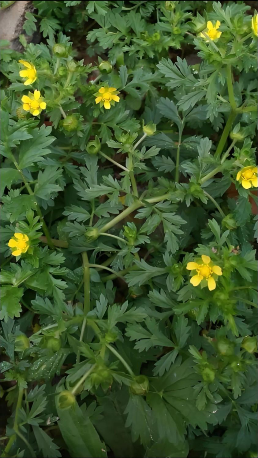 朝天委陵菜:平凡而顽强的野草