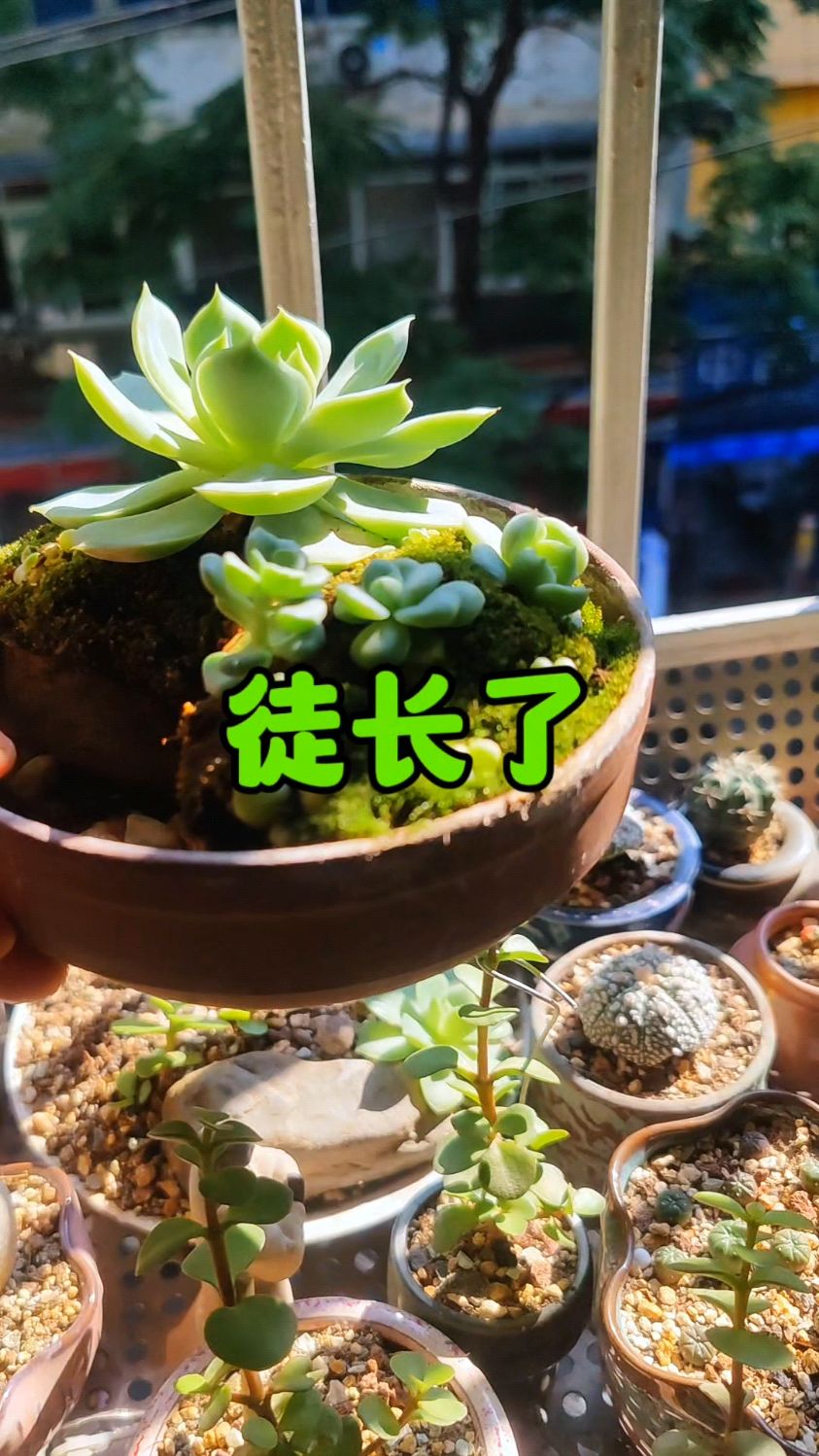 长势阳光不足,水培多肉徒长了