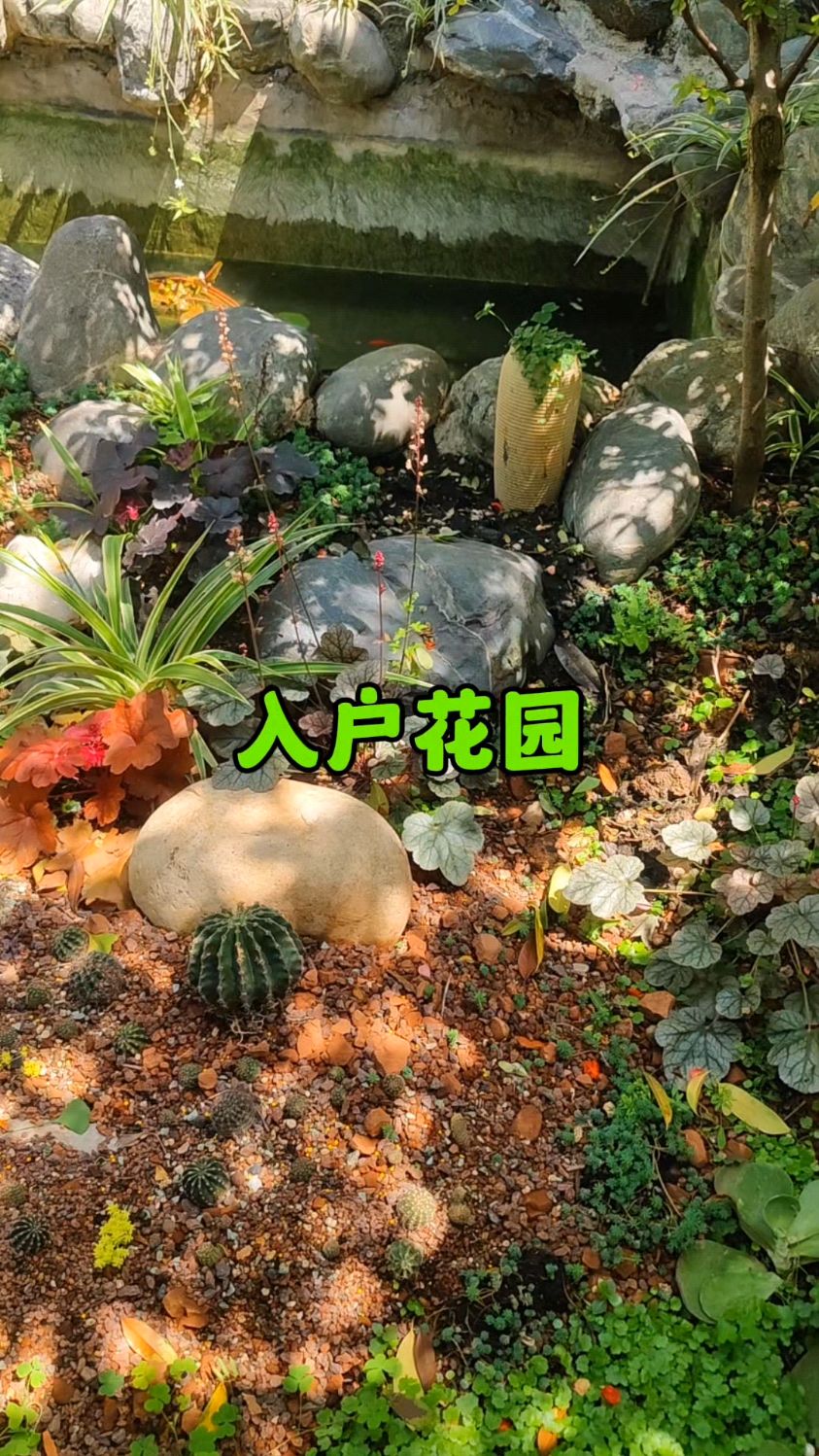 改造2个月的入户花园，地栽多肉球服盆