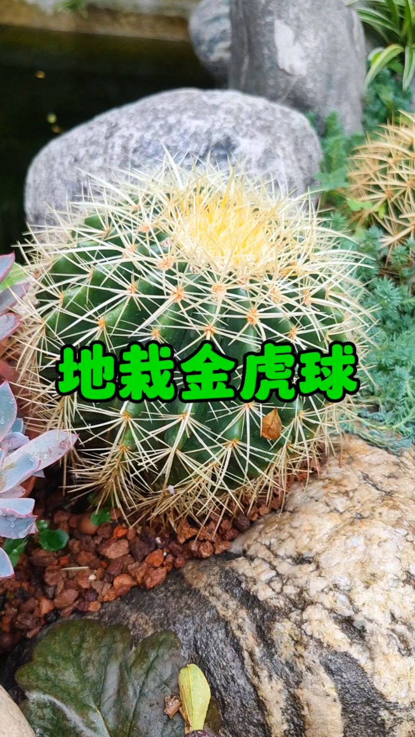 地栽多肉金虎球一天一个样