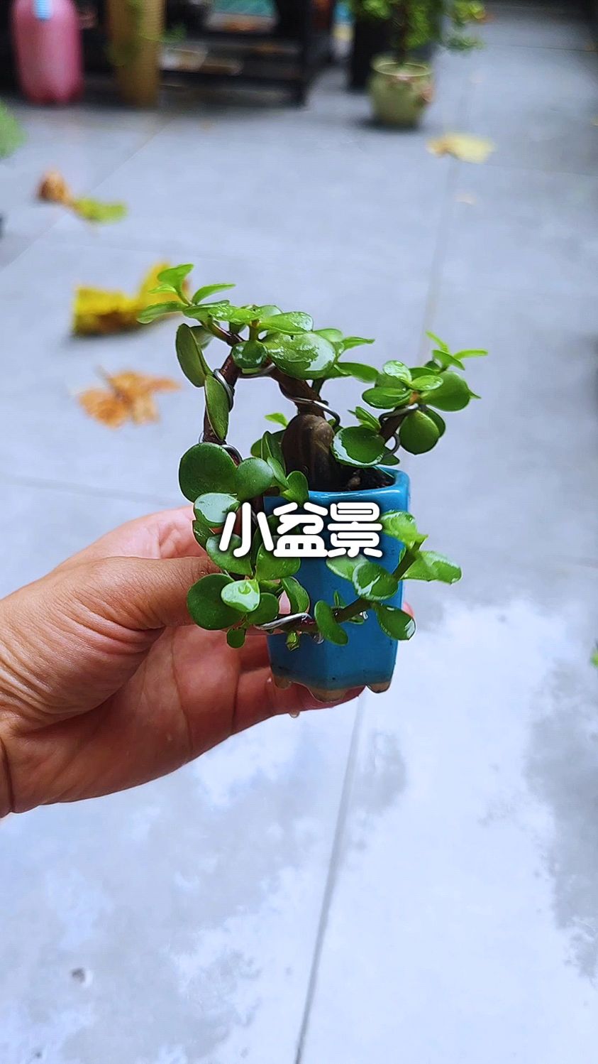 小悬崖桩造型养成记