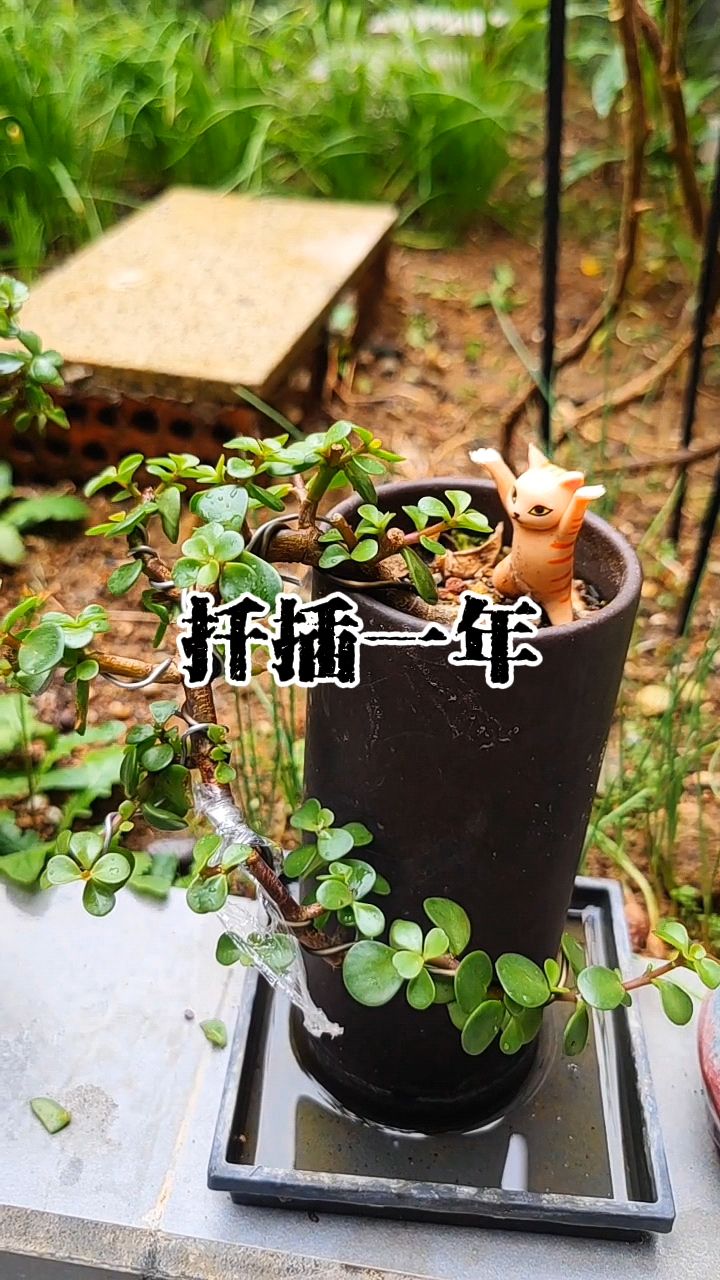 扦插一年的金枝玉叶悬崖桩造型
