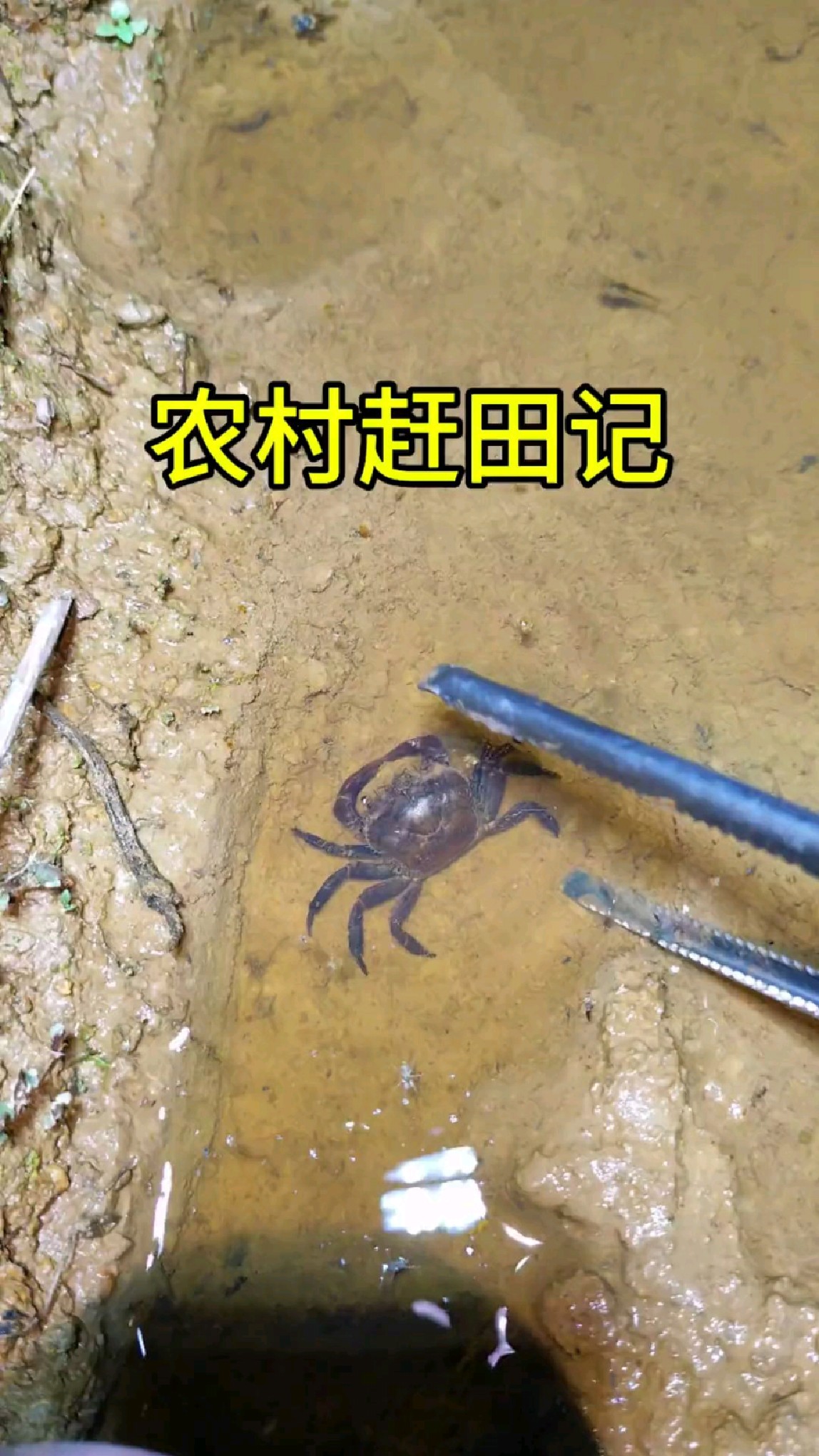 这鱼该不会是成精了吧!