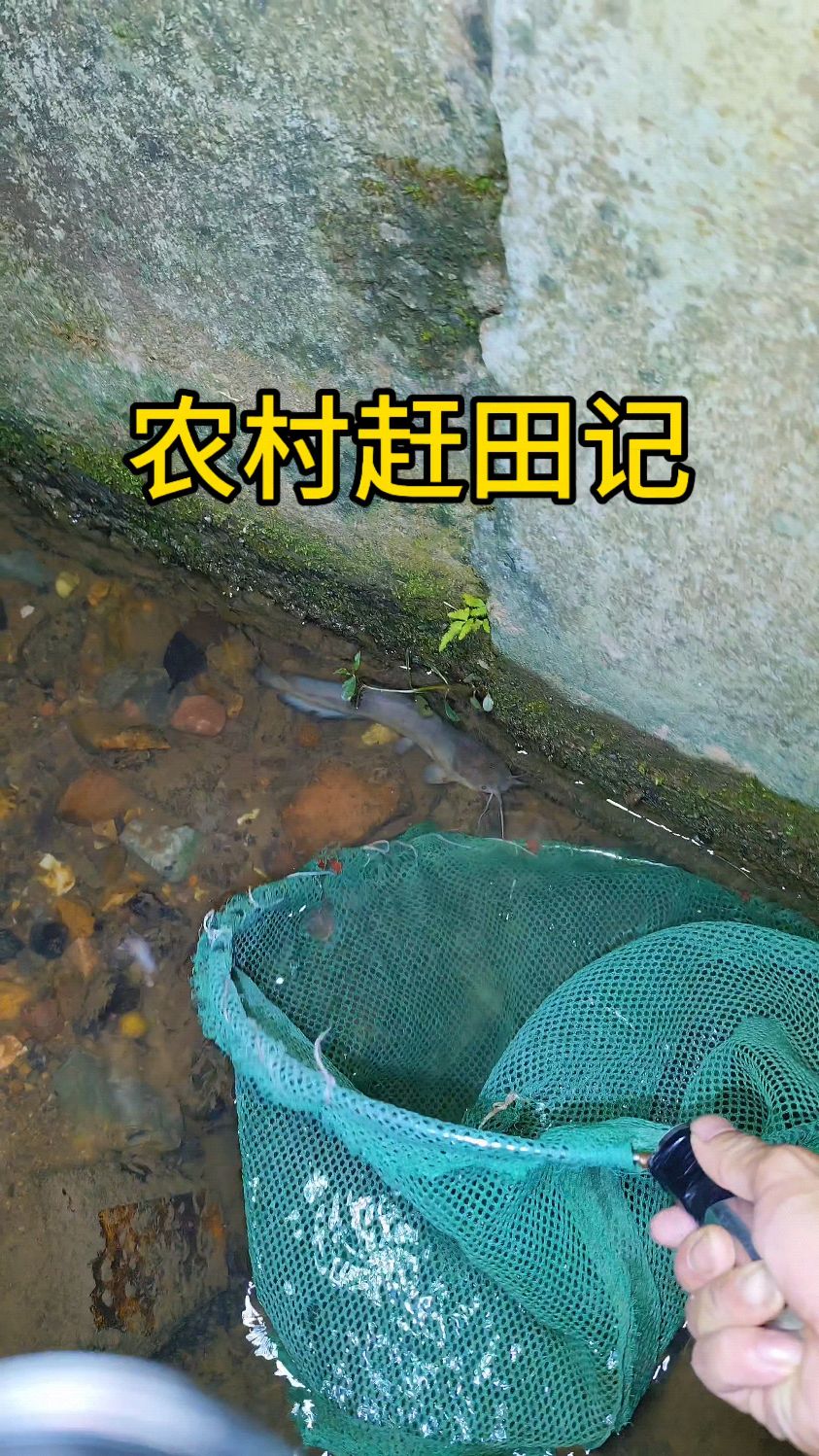 晚上在田沟里好多塘角鱼抓啊