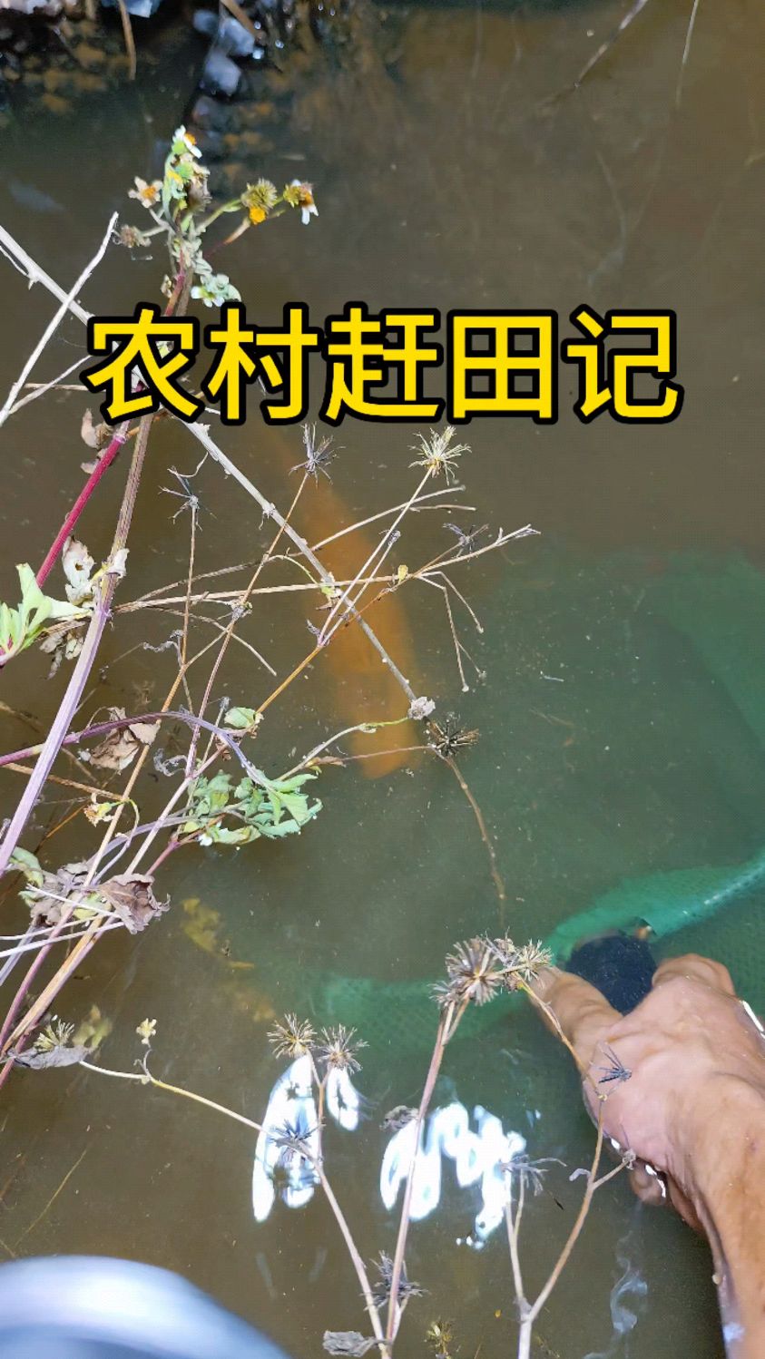 小田沟里居然有这么大的鱼