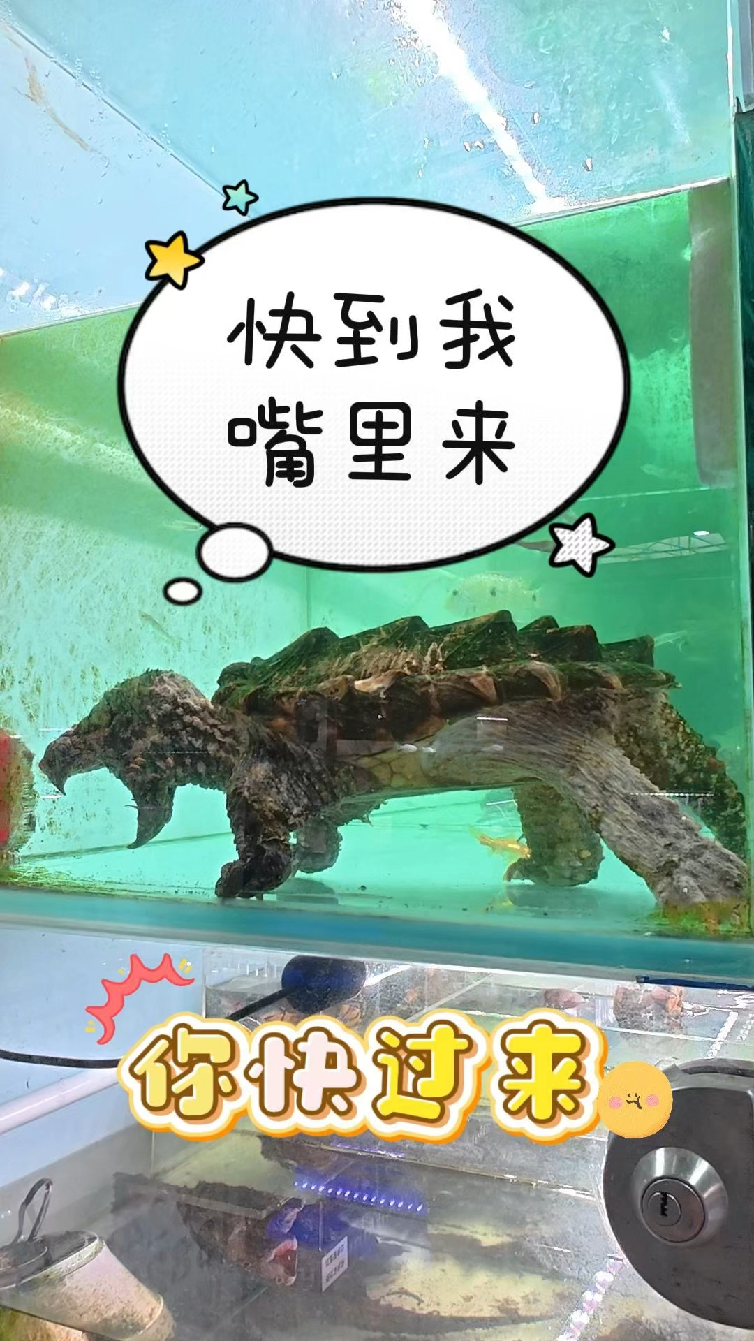 今天逛一逛全球最大的花鸟鱼虫批发市场#百艺城花鸟鱼虫新世界
