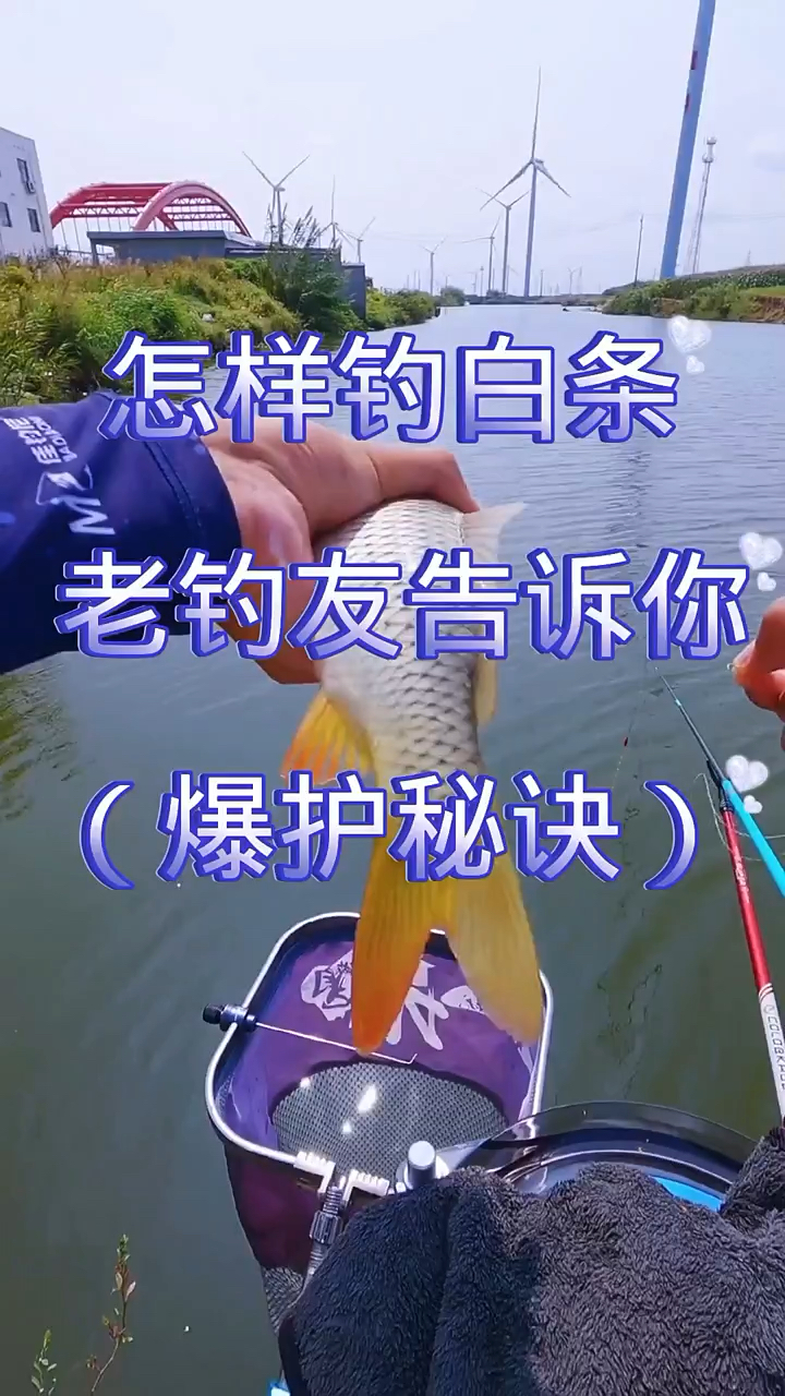 怎么钓白条，老钓友告诉你