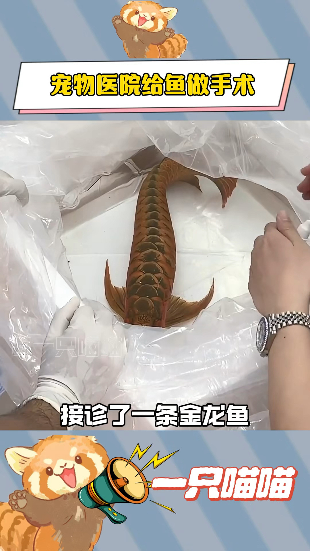 原来鱼和人做手术流程是一样的