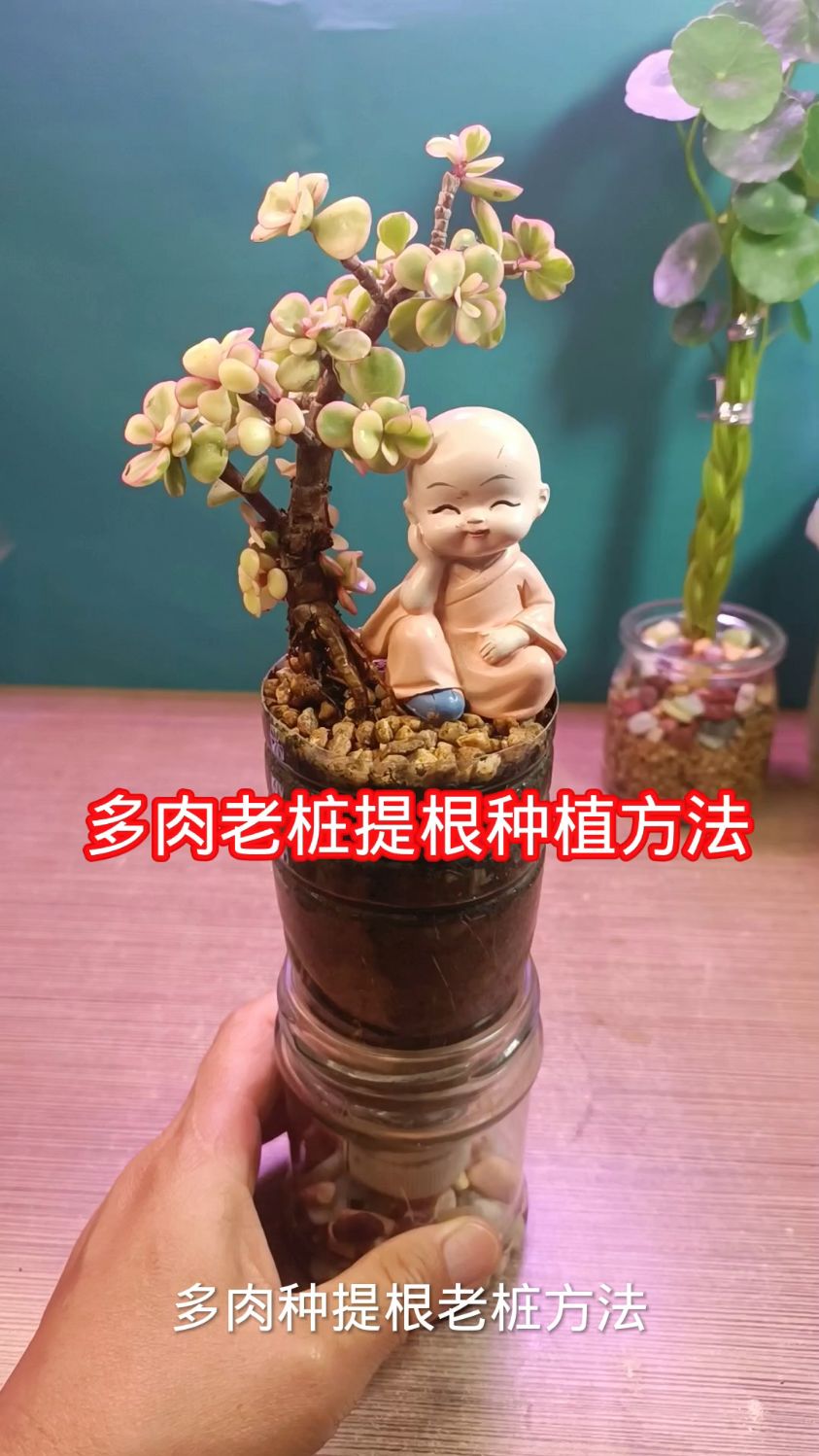 多肉还可以这样种提根,多肉提根老桩种植方法