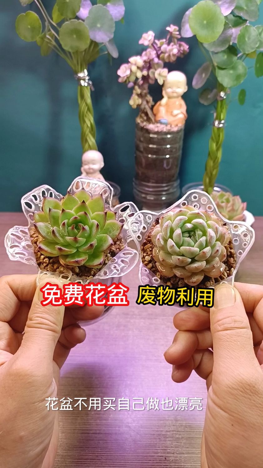 花盆不用买了,废物利用也漂亮