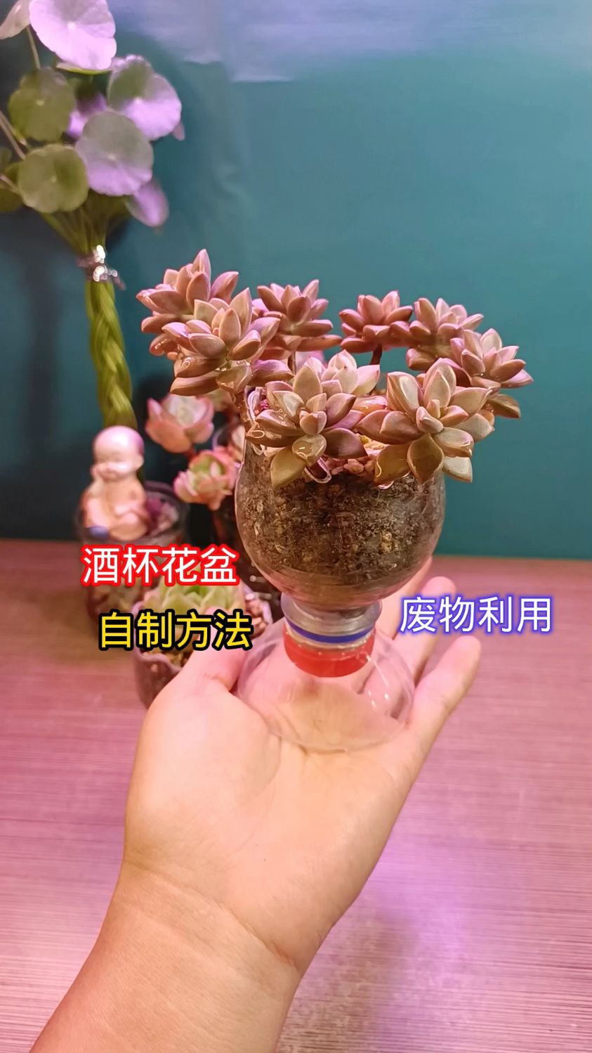 酒杯花盆自制方法,废物利用