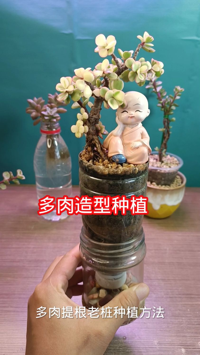 多肉老桩提根种植方法，小巧可爱
