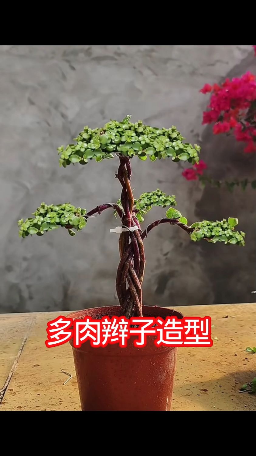 多肉植物辫子造型种植，别致美观
