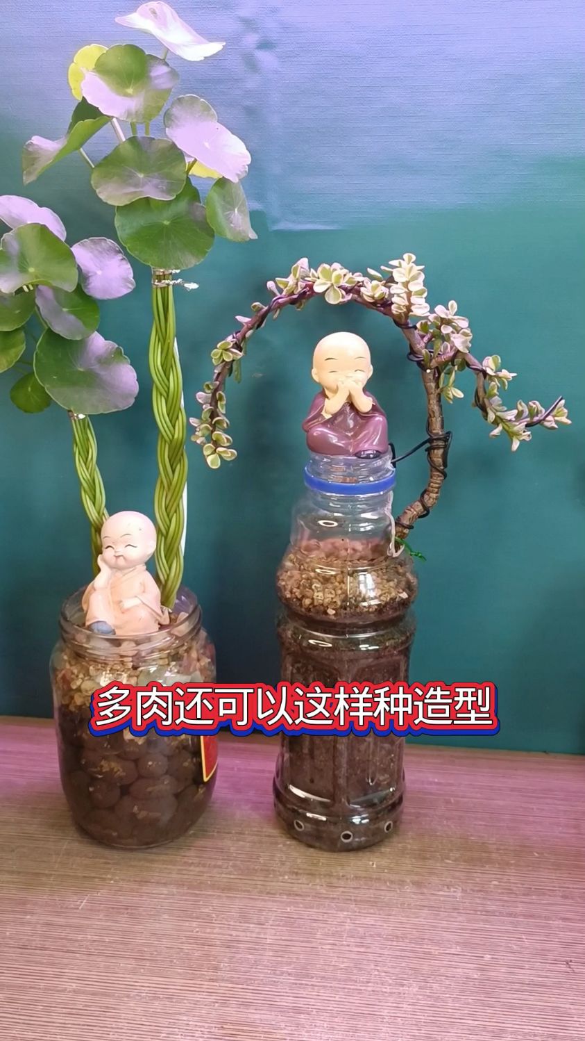 多肉造型固定,雅乐之舞造型种植