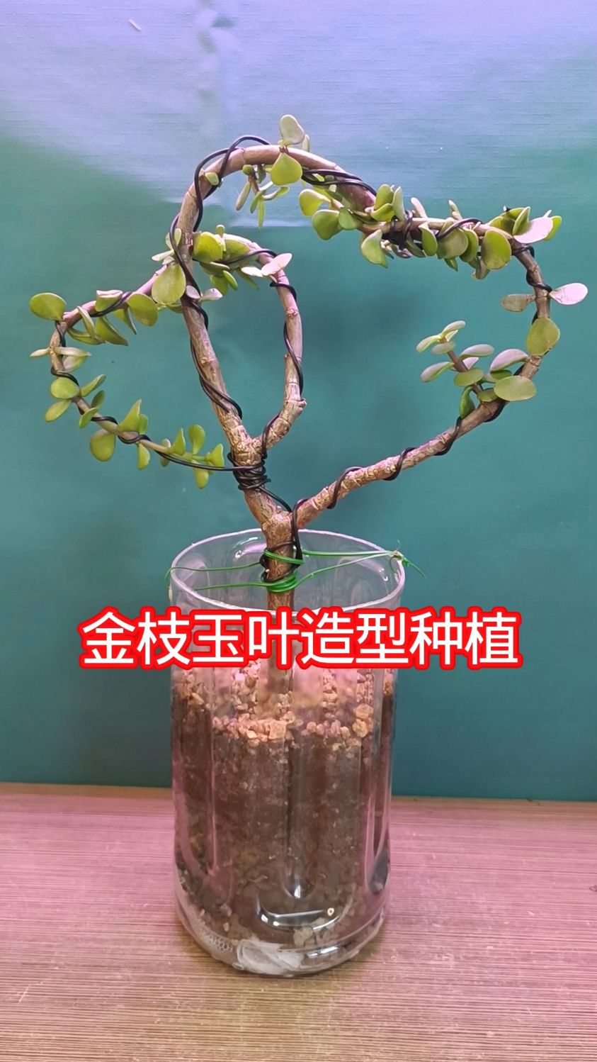 多肉造型,金枝玉叶造型种植不摇晃