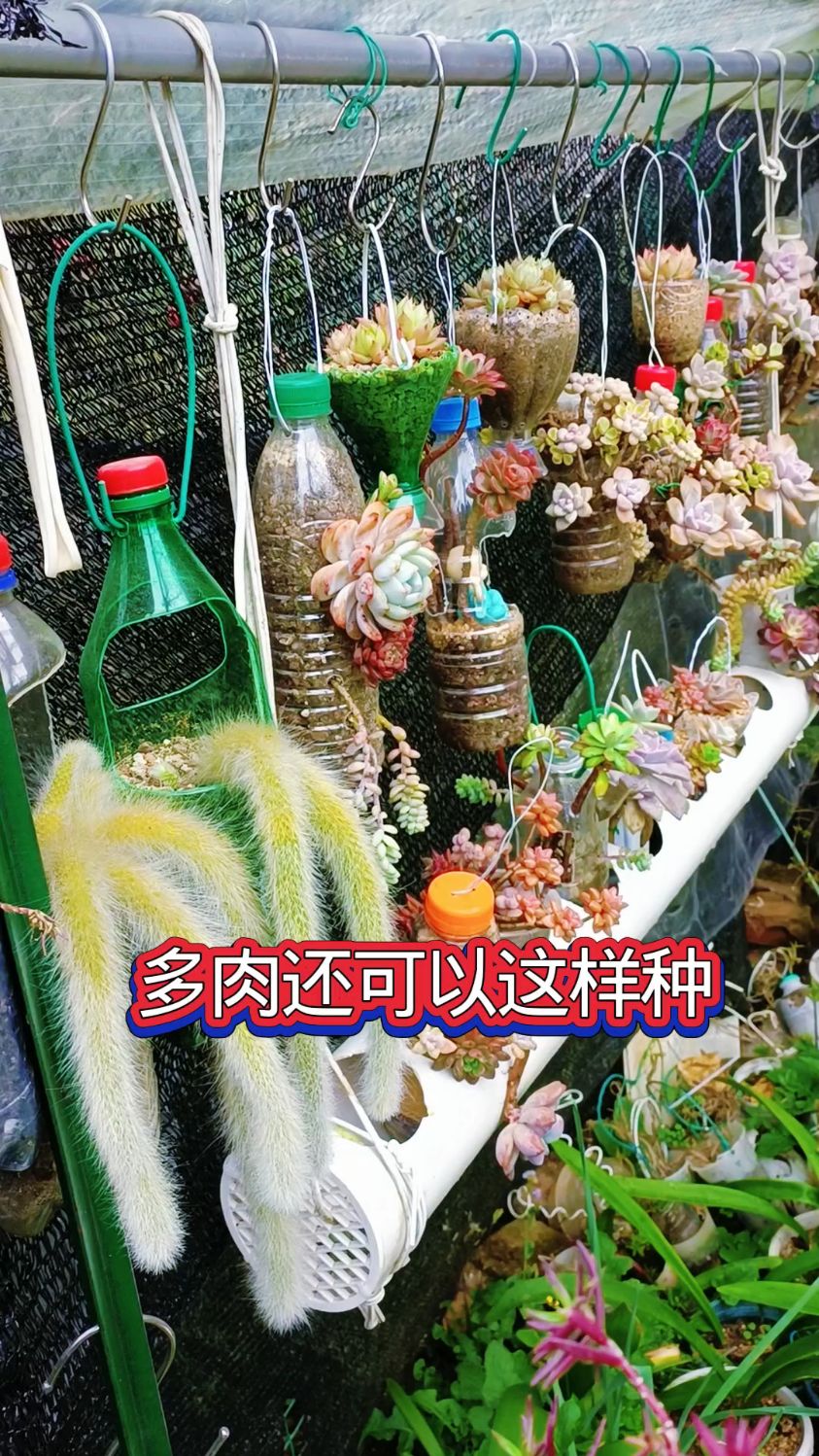 多肉还可以这样种,漂亮又省盆