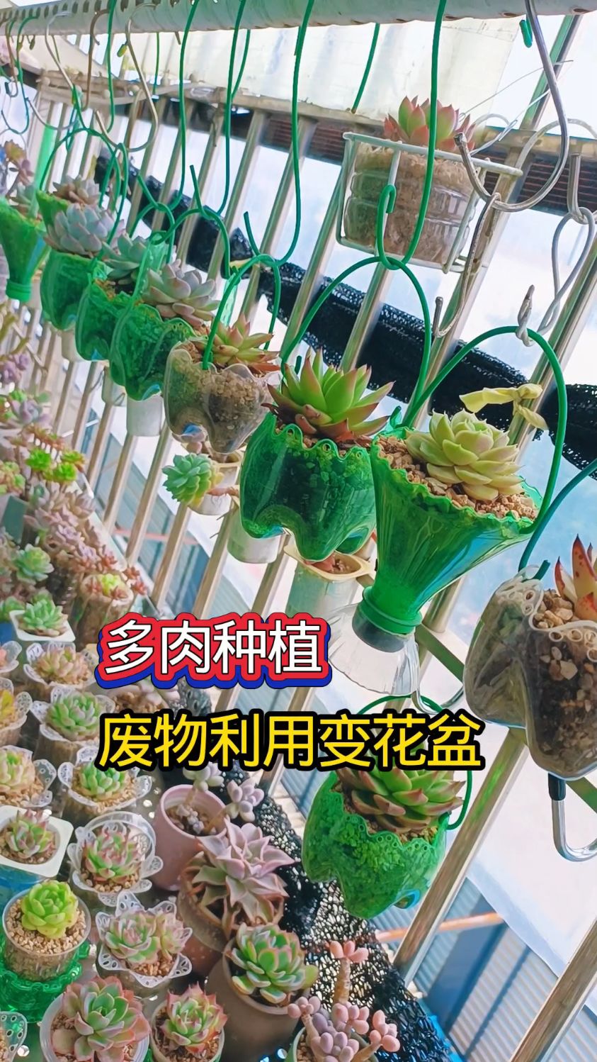 塑料瓶变多肉吊盆,省盆又简单