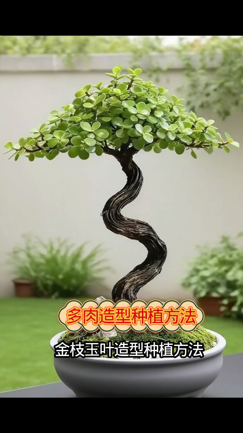 多肉还可以这样种造型,简单又养眼