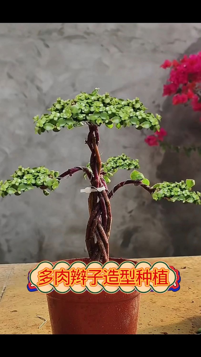 多肉辫子造型种植,简单又漂亮