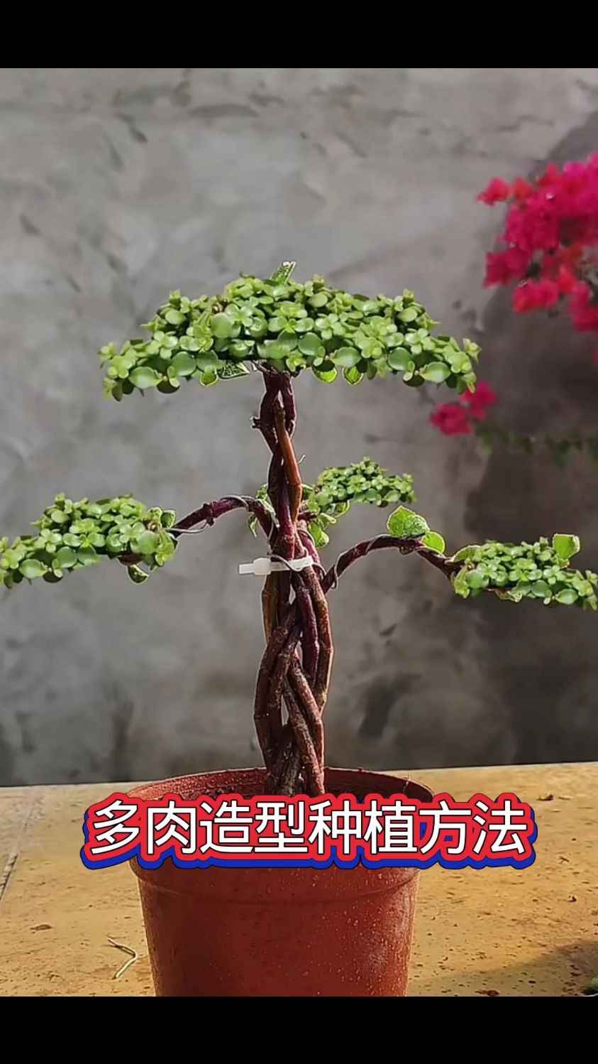 多肉金枝玉叶辫子造型种植方法