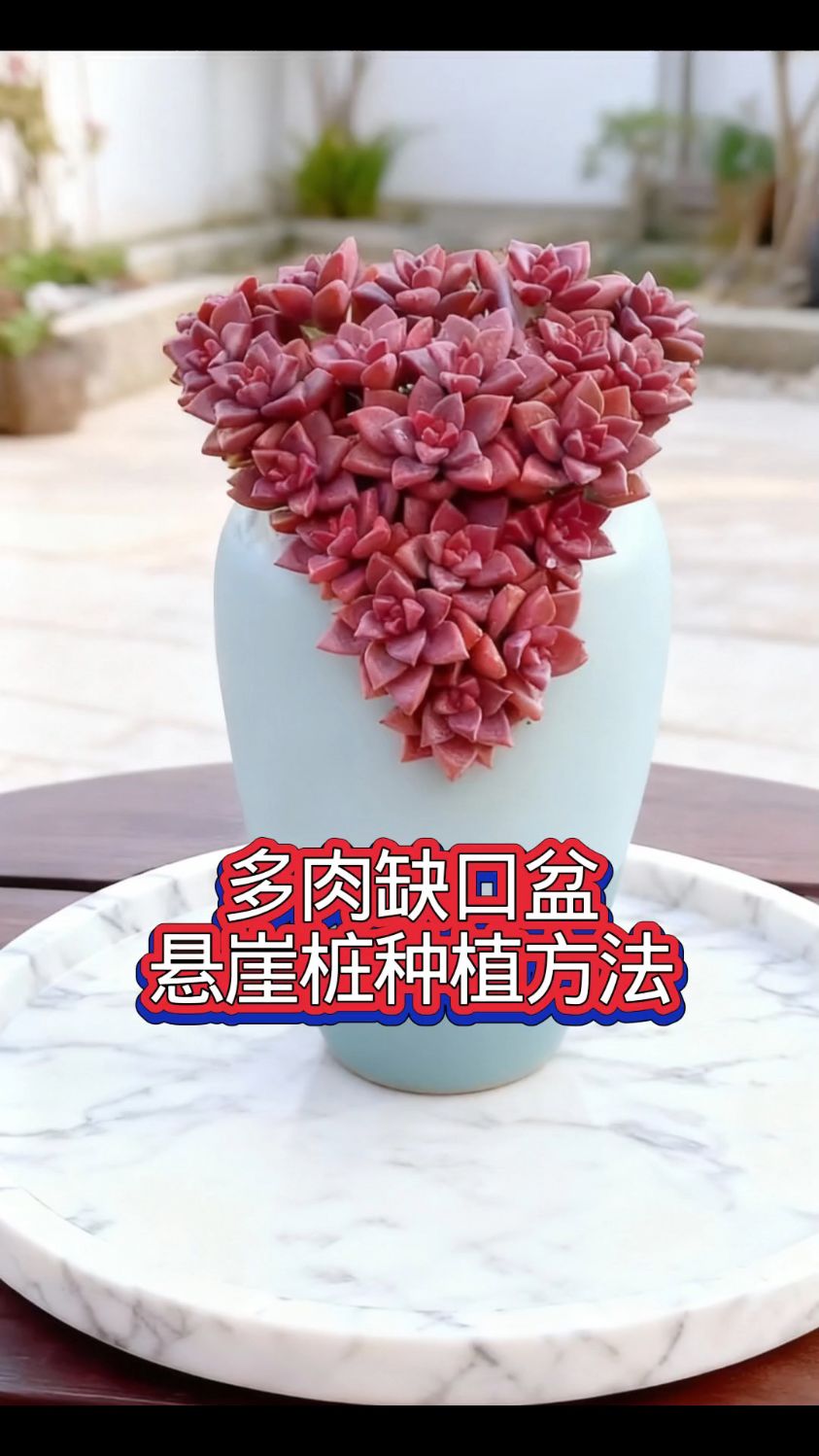 缺口盆种多肉悬崖桩方法,不漏土