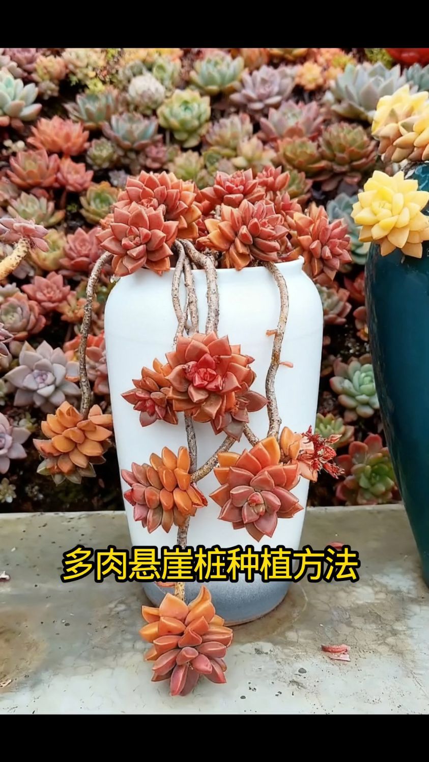 多肉悬崖桩种植固定方法