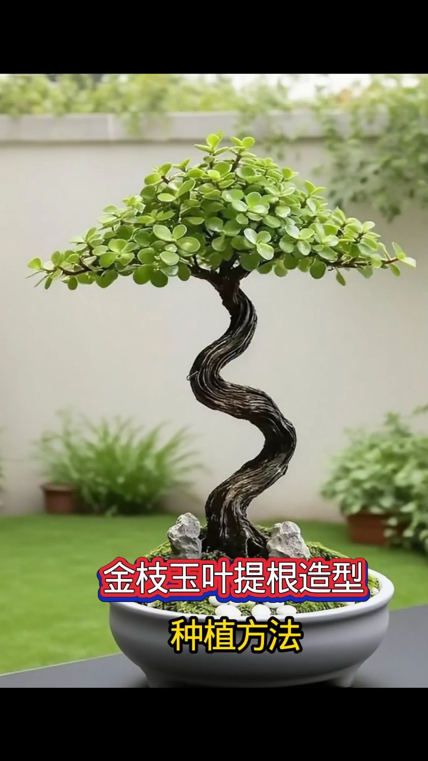 金枝玉叶提根造型盆景种植方法
