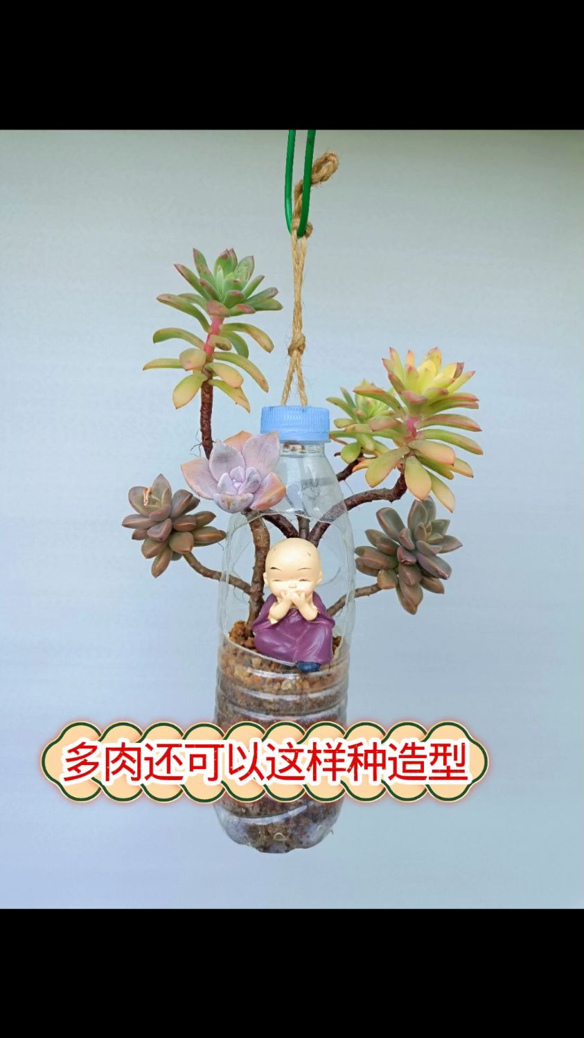 多肉还可以这样种造型，盆都省了