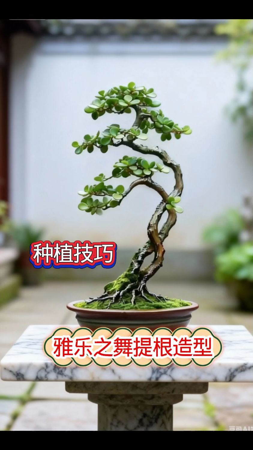 金枝玉叶雅乐之舞造型,提根种植方法