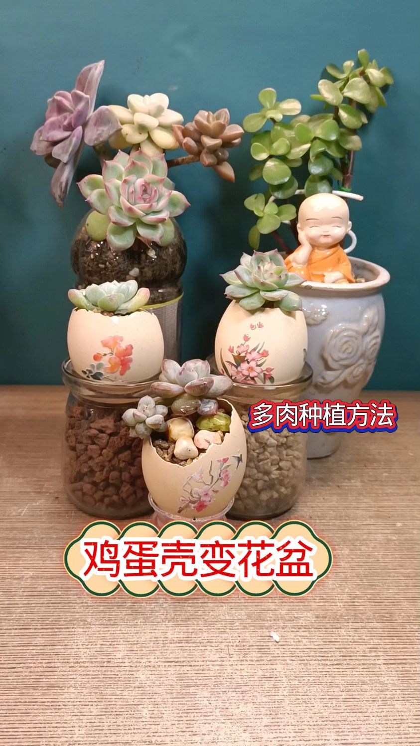 鸡蛋壳秒变超萌花盆！多肉种植超简单