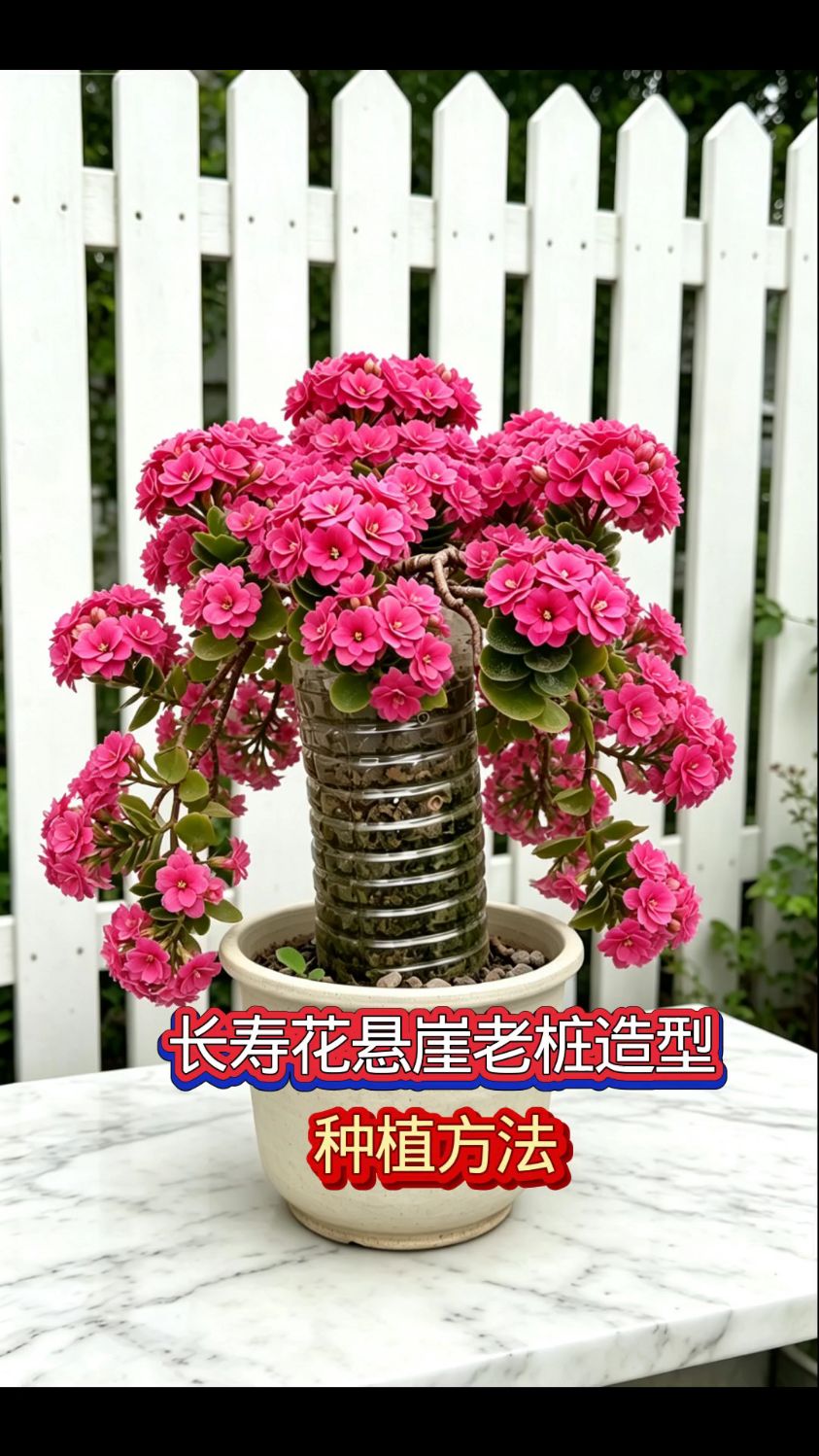长寿花悬崖老桩造型种植真漂亮，方法简单