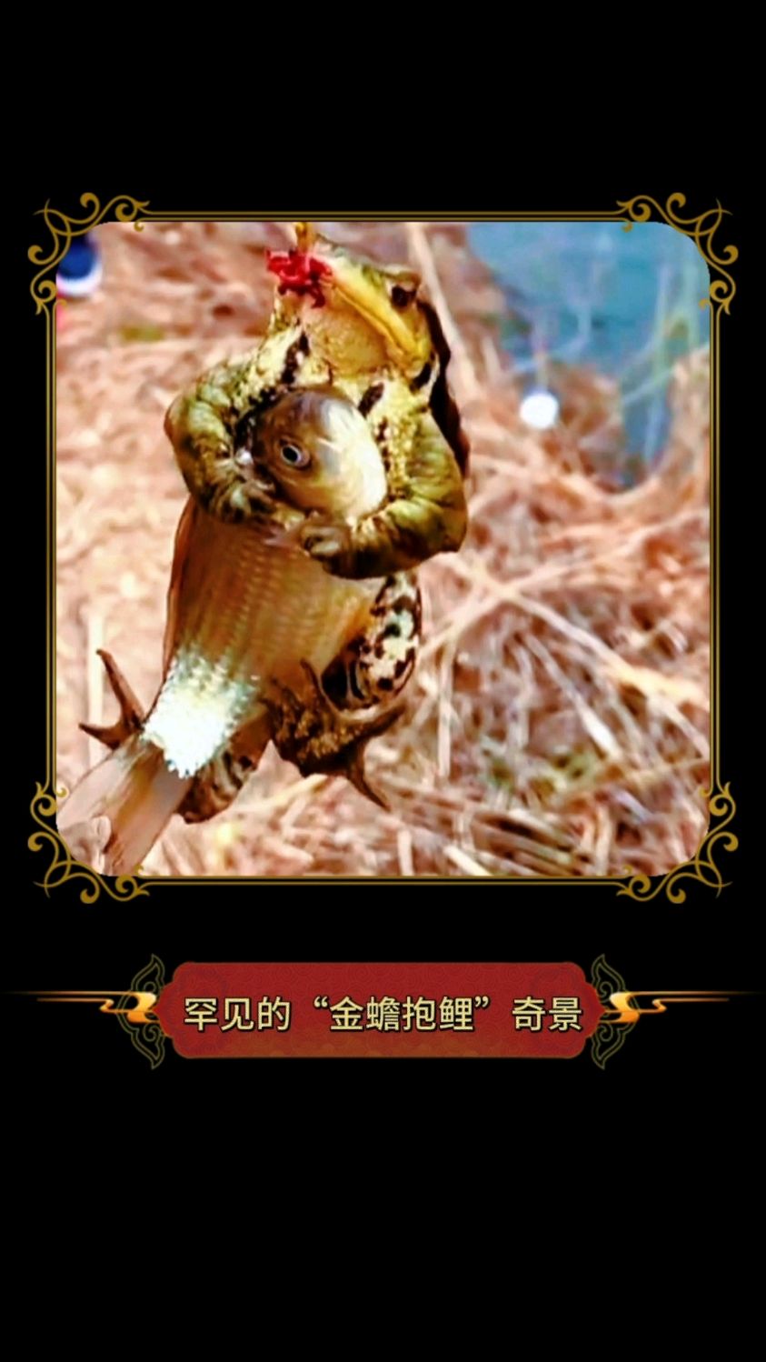 老表一大早去钓鱼,居然钓上了一金蟾抱着鲤鱼,据说这是祥瑞之兆