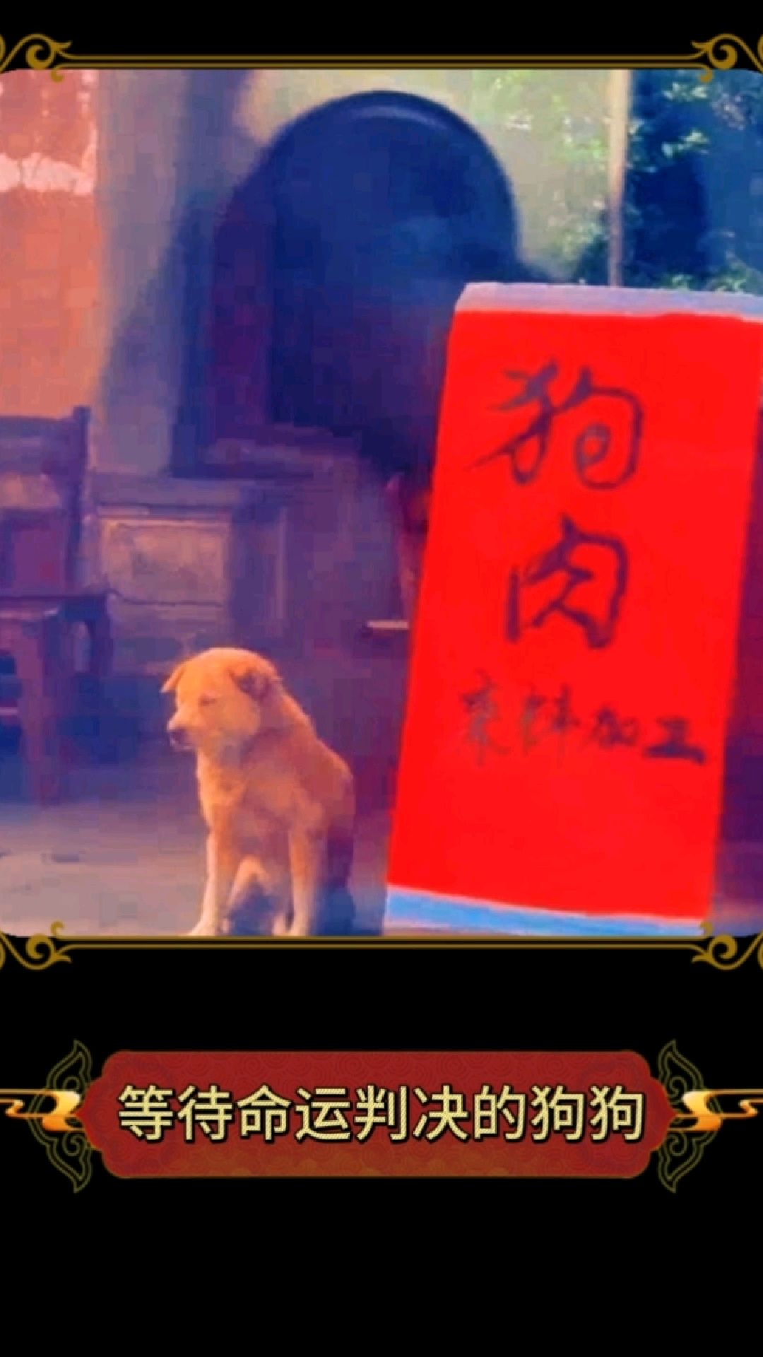 狗狗被主人卖到狗肉馆，而它却不知情的蹲在门口等待主人，泪目了