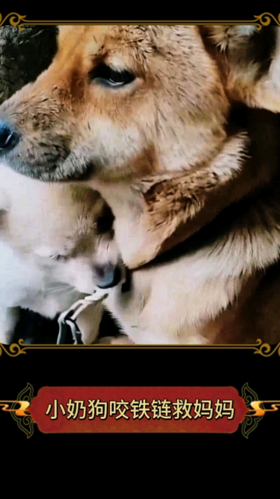 狗肉馆门口痛心的一幕，小奶狗奋力去咬栓住妈妈的铁链，泪目了！