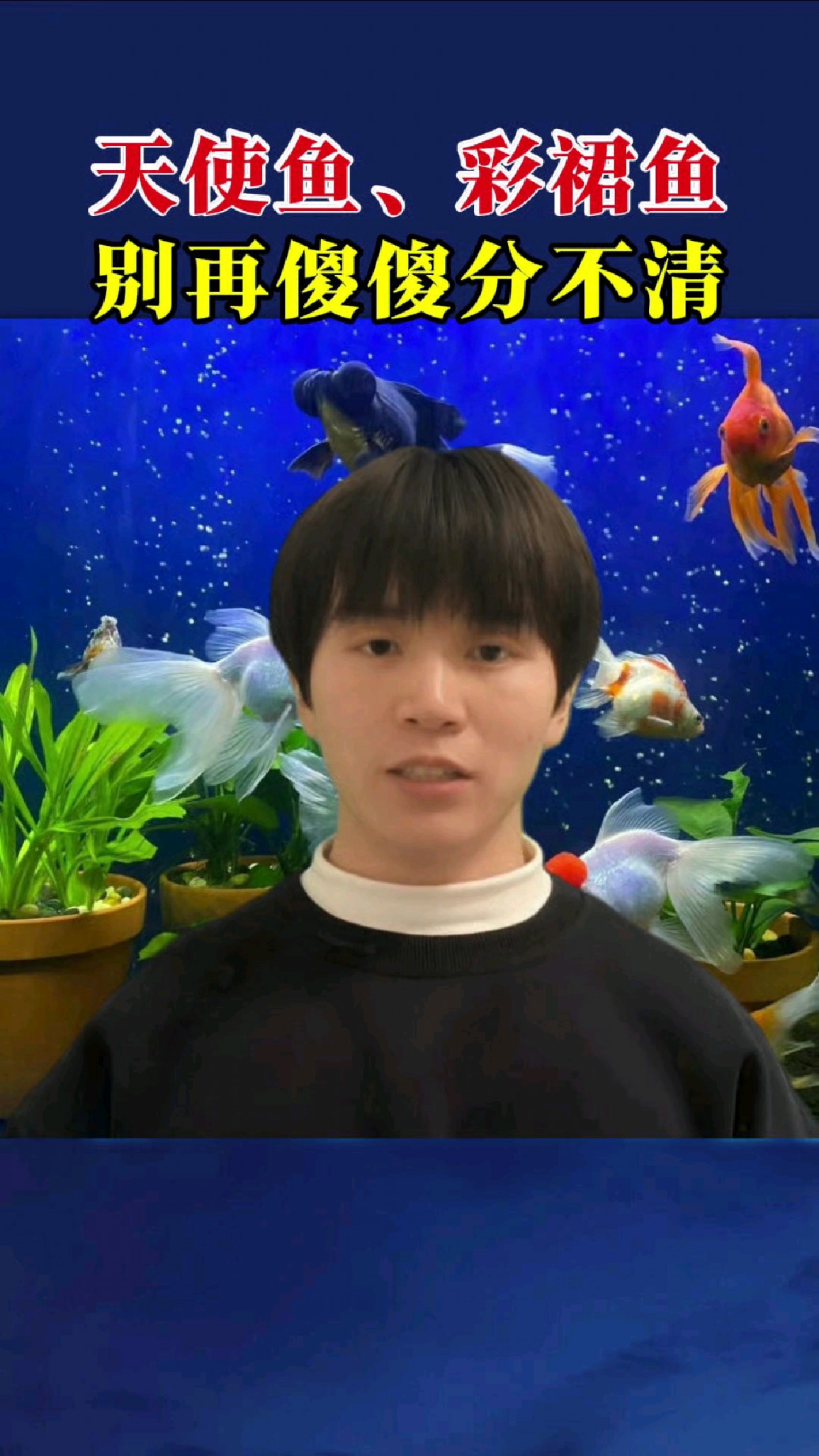 天使鱼 彩裙鱼 别再傻傻分不清楚