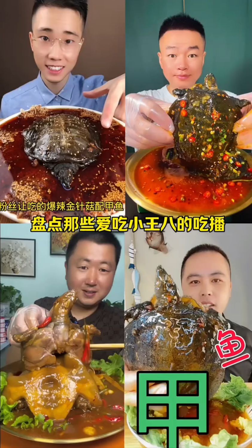 盘点那些爱吃甲鱼的吃播
