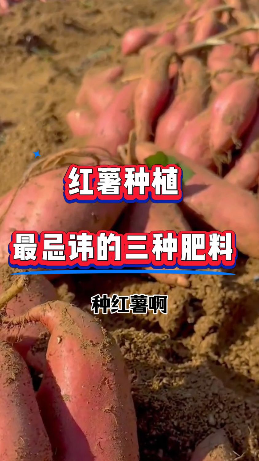 红薯种植最忌讳的三种肥料