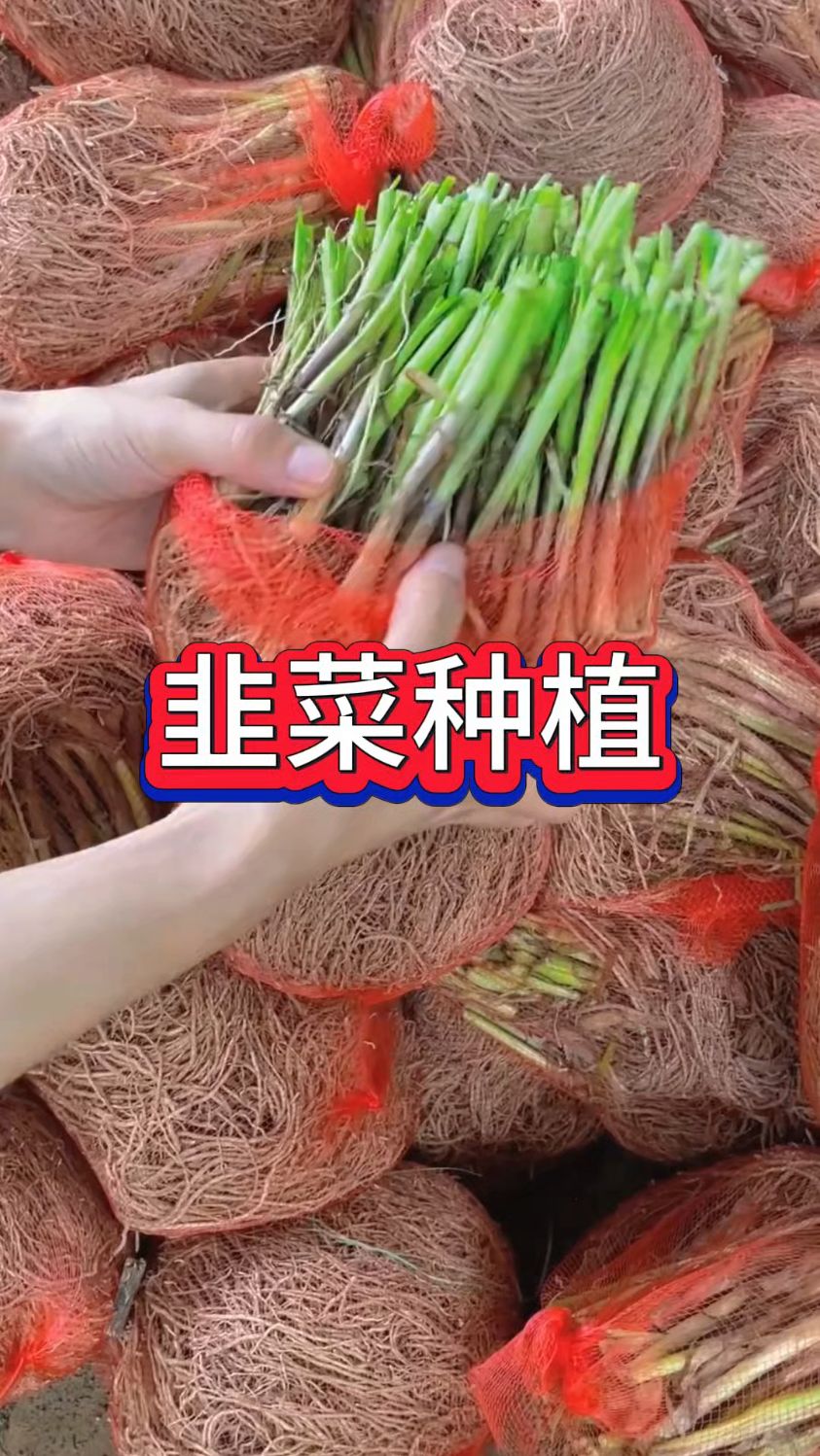 耐热品种韭菜根准备好了,开始种植吧
