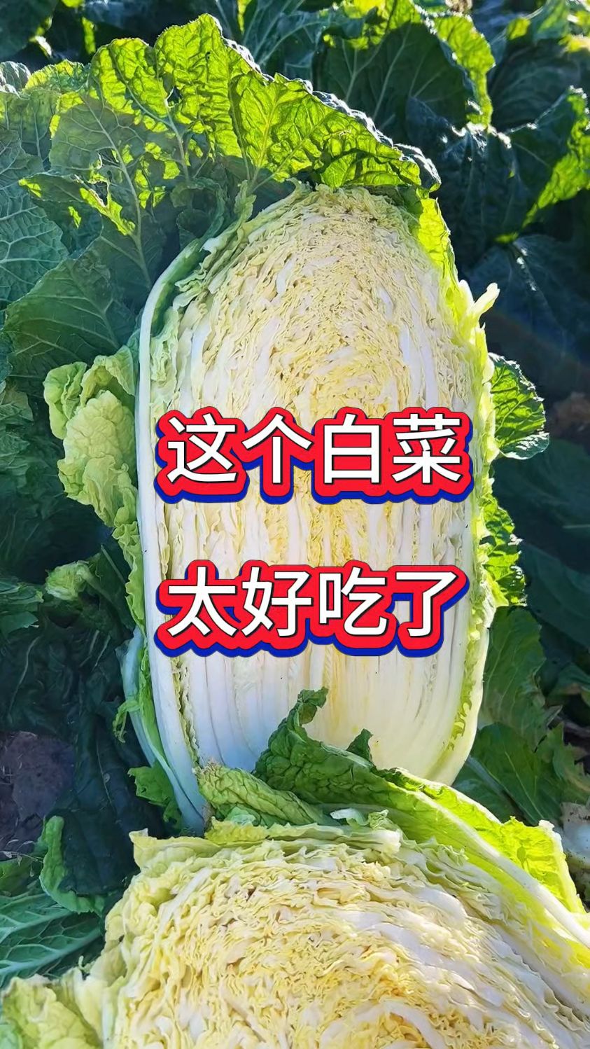 这个大白菜啊太好吃了