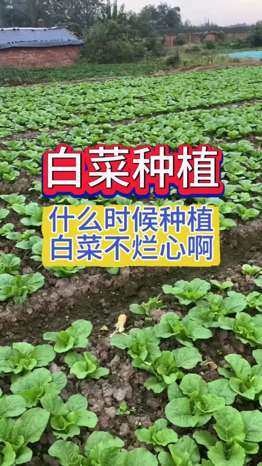 什么时候种植白菜不烂心啊