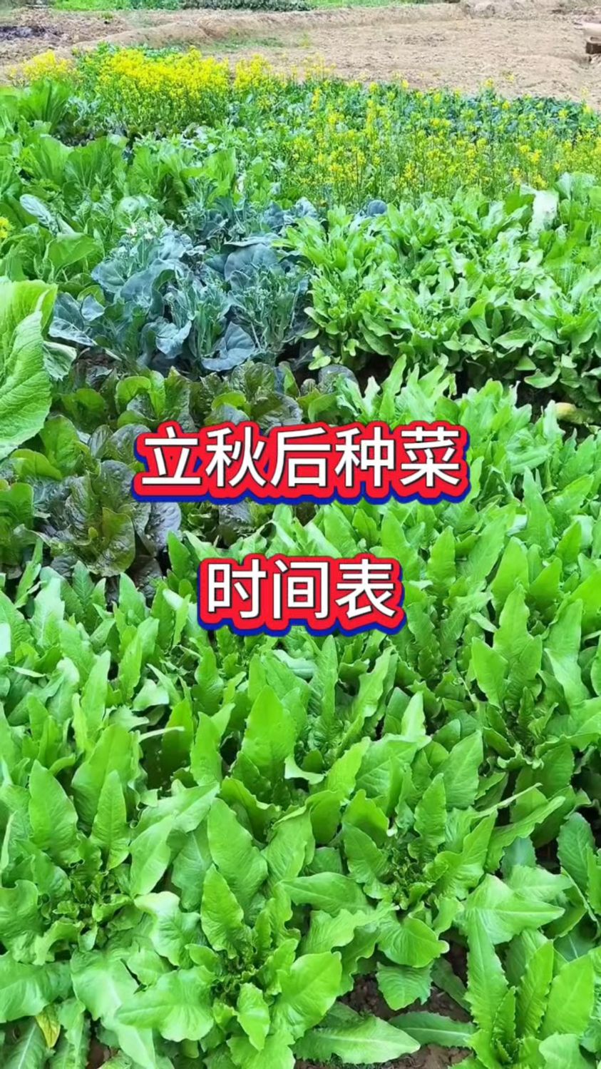 立秋后种菜时间表